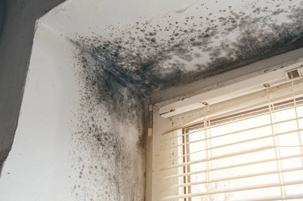 Affordable Mold Cleanup solutions in North Wales, PA