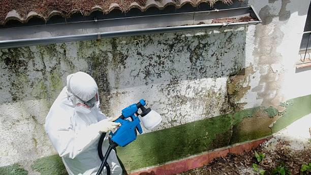 Top rated local Mold Cleanup specialists in North Wales, PA